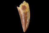 Serrated, Raptor Tooth - Real Dinosaur Tooth #142609-1